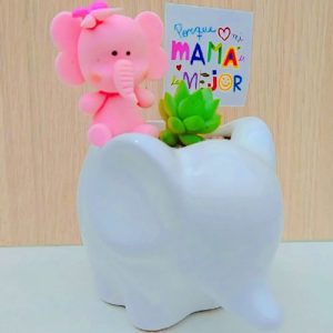 Suculenta mini elefante