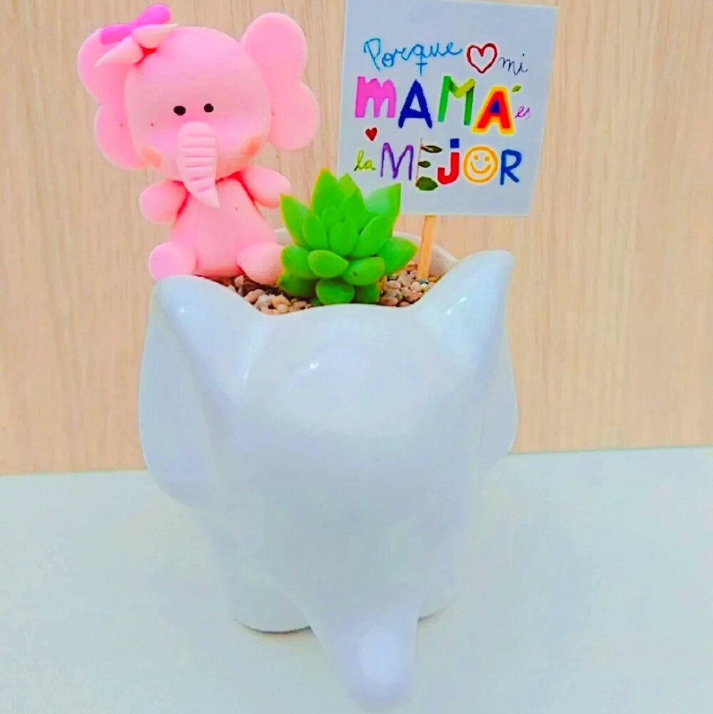 Suculenta mini elefante - Imagen 2
