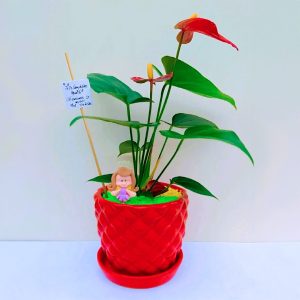 Anturio maceta piña mediana con anturio rojo + 1 pin
