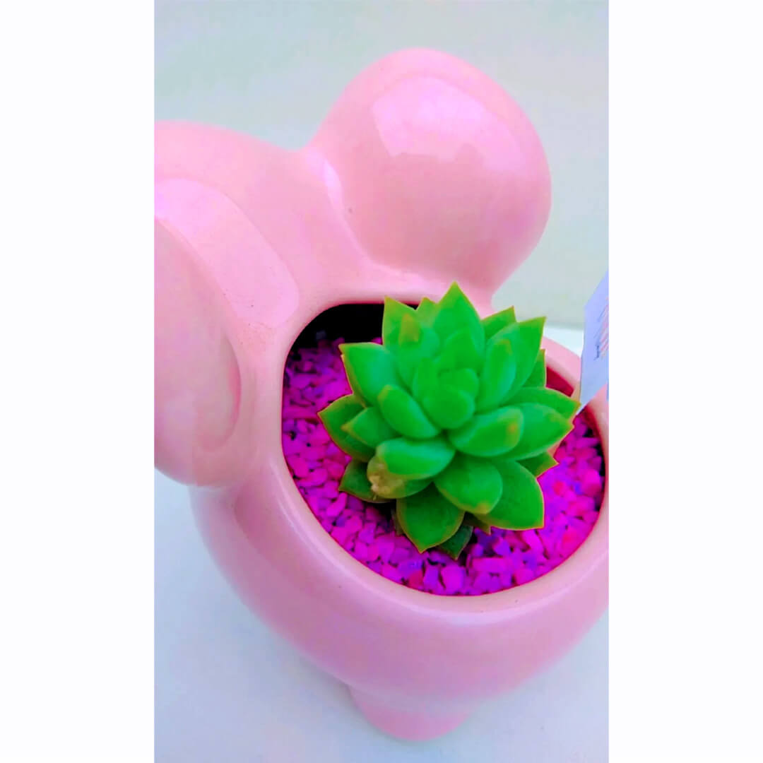 Suculenta elefante rosa - Imagen 4