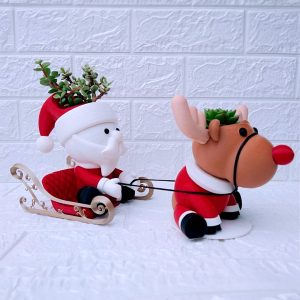 Suculenta trineo navideño