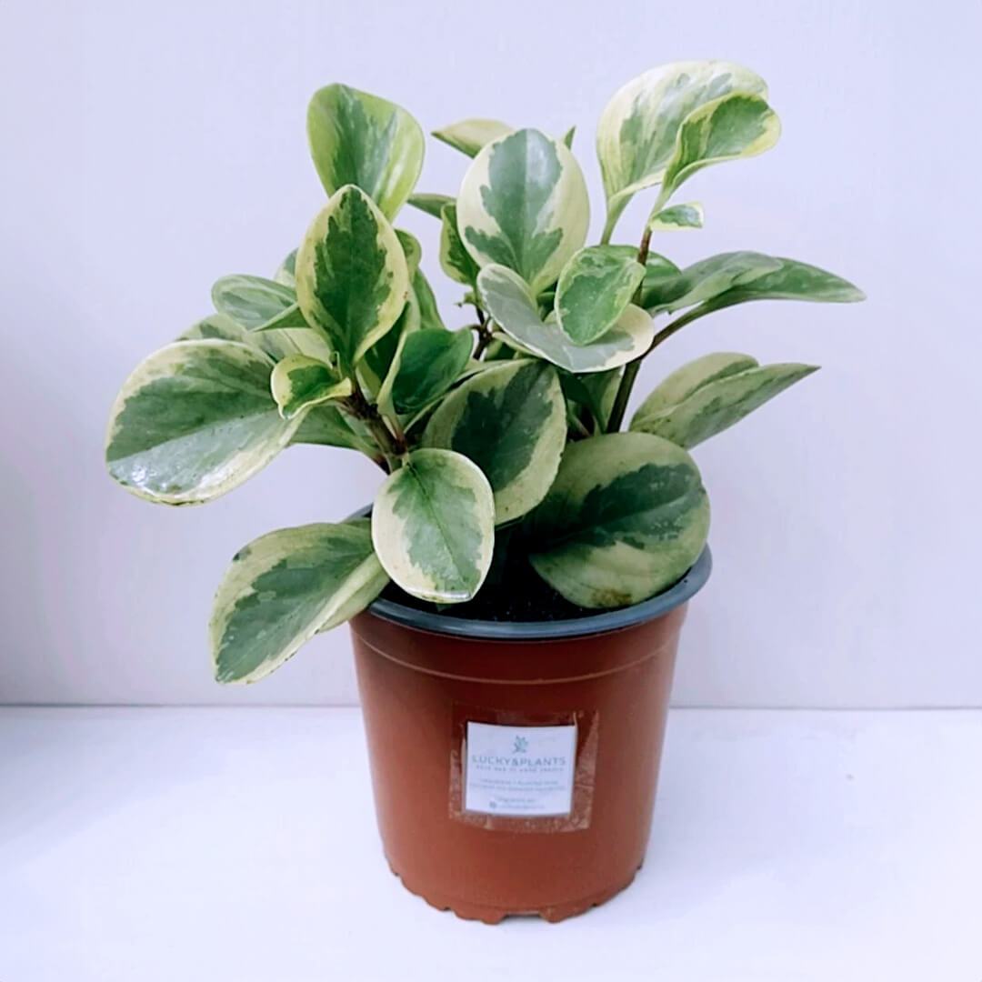 Transplante peperomia hembra moteada