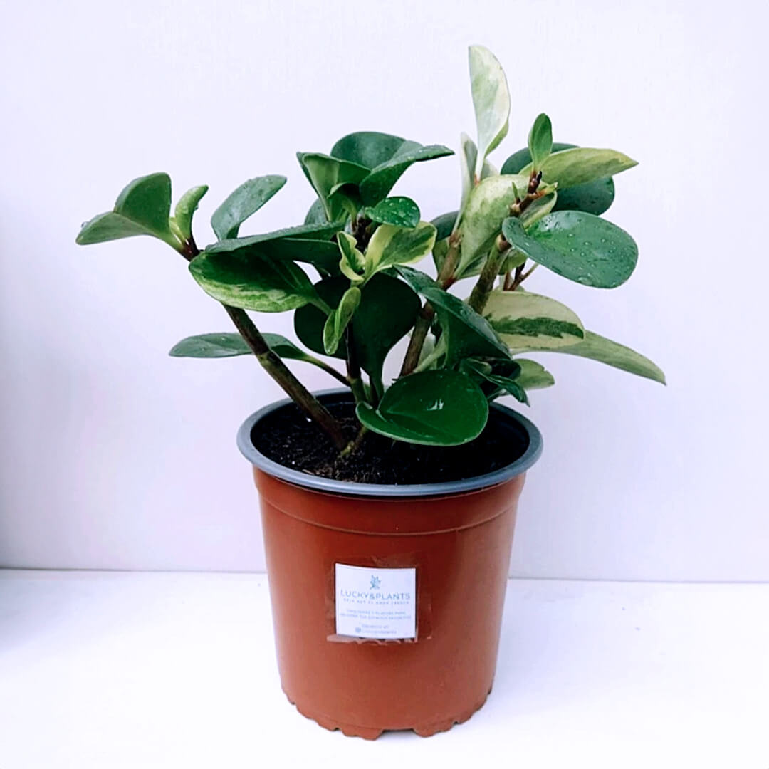 Transplante peperomia hembra y macho (mix)
