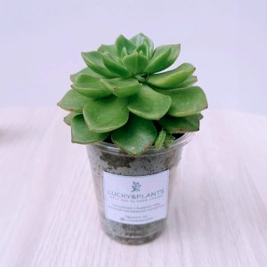Transplante suculenta echeveria