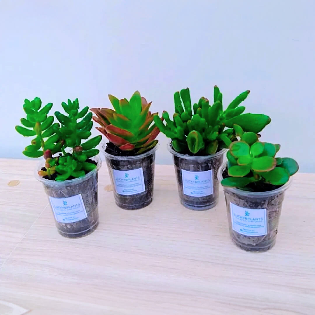 Transplante suculentas pequeñas mix