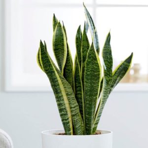 Sansevieria en maceta de loza blanca + plato
